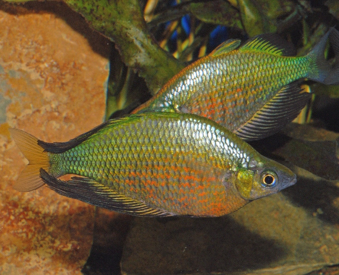 Glossolepis wanamensis