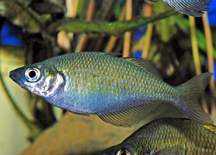Glossolepis wanamensis