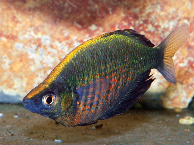 Glossolepis wanamensis
