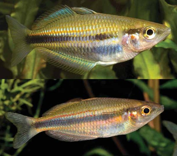 Melanotaenia bowmani