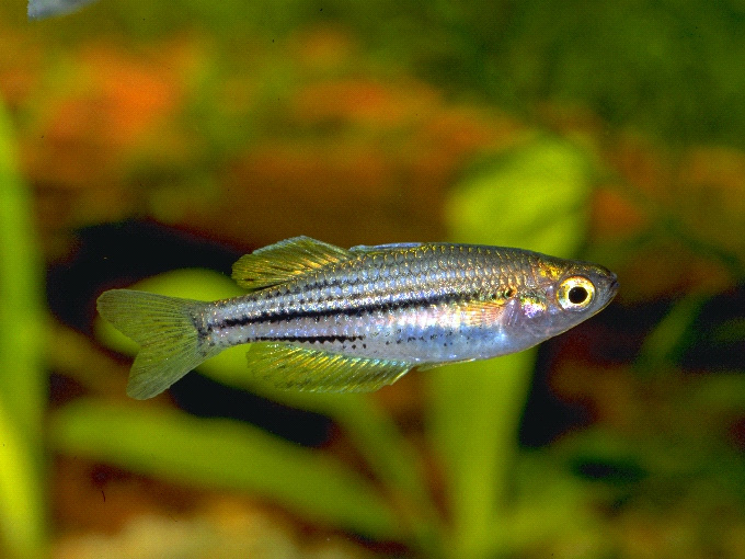 Melanotaenia wilsoni
