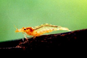 Caridina confusa