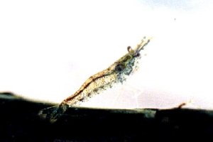 Caridina indistincta
