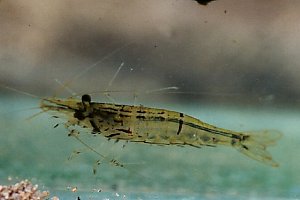 Caridina longirostris