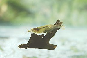Caridina zebra