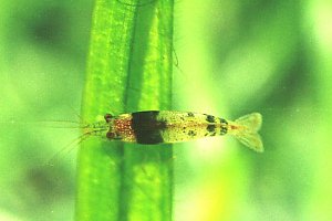 Caridina zebra
