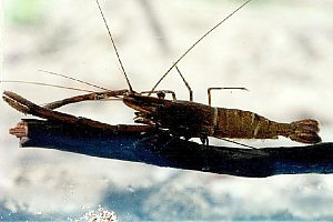 Macrobrachium australiense