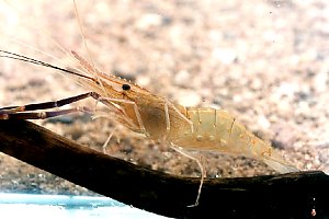 Macrobrachium rosenbergii