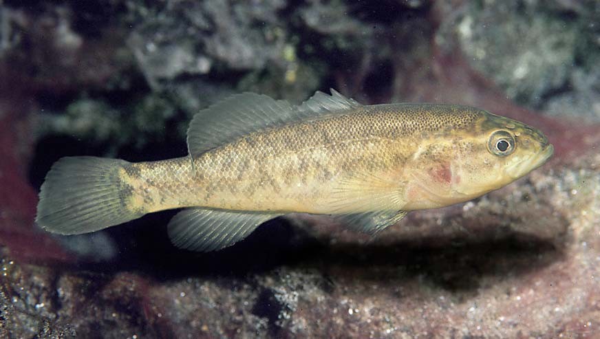 Bostockia porosa