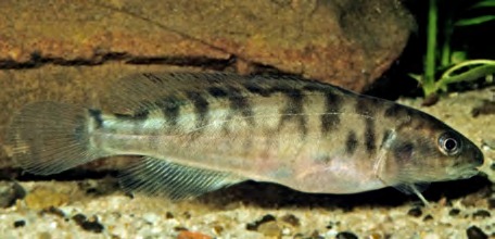Gadopsis marmoratus