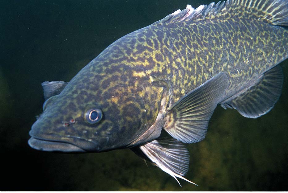Maccullochella ikei