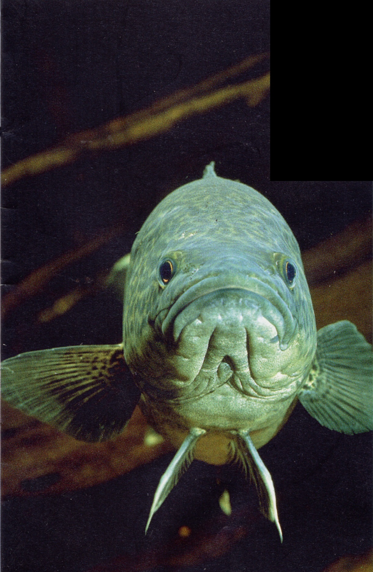 Maccullochella peelii