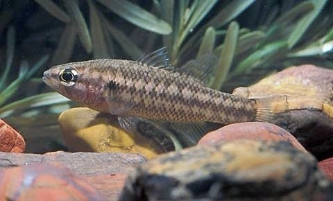 Nannatherina balstoni