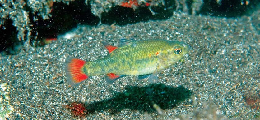 Nannoperca australis
