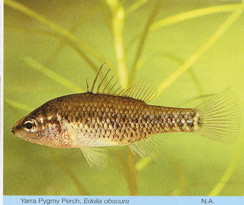 Nannoperca obscura