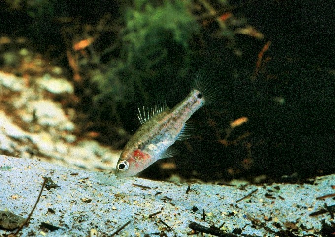 Nannoperca oxleyana