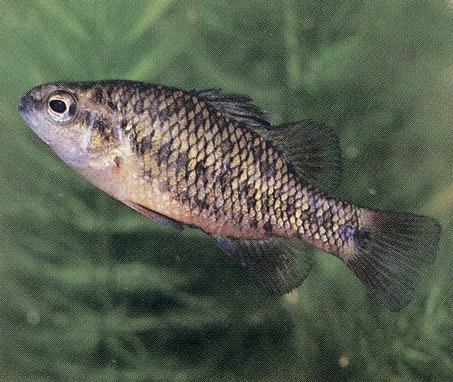 Nannoperca variegata