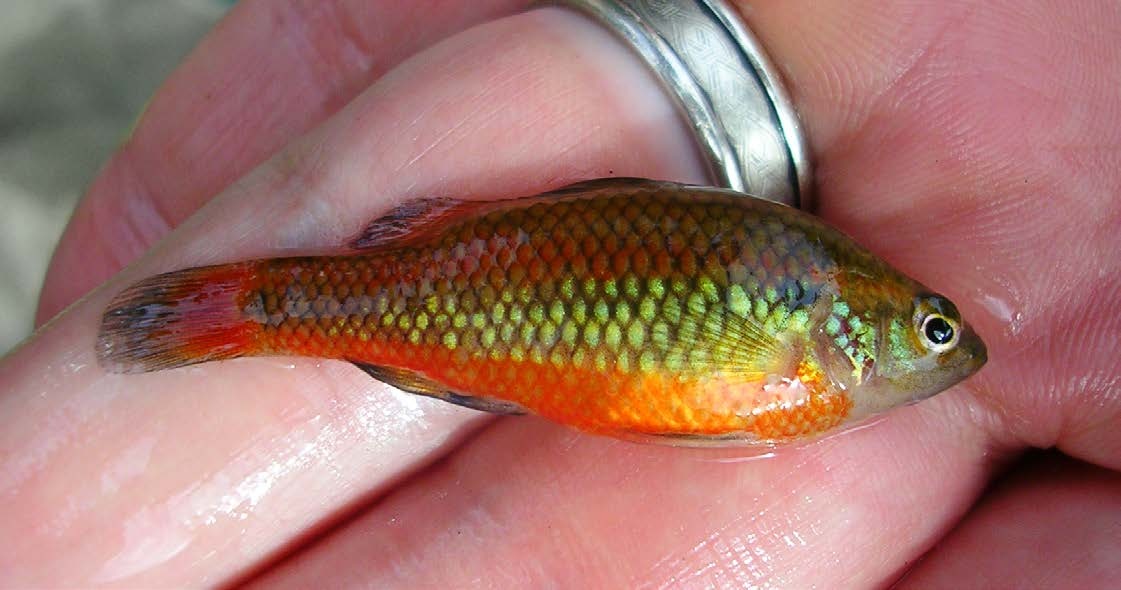 Nannoperca vittata