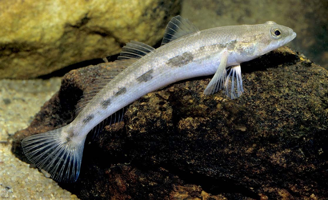 Pseudaphritis urvillii